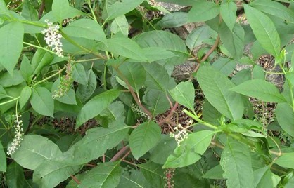 Phytolacca Americana L.