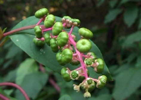 Phytolacca acinosa Roxb.