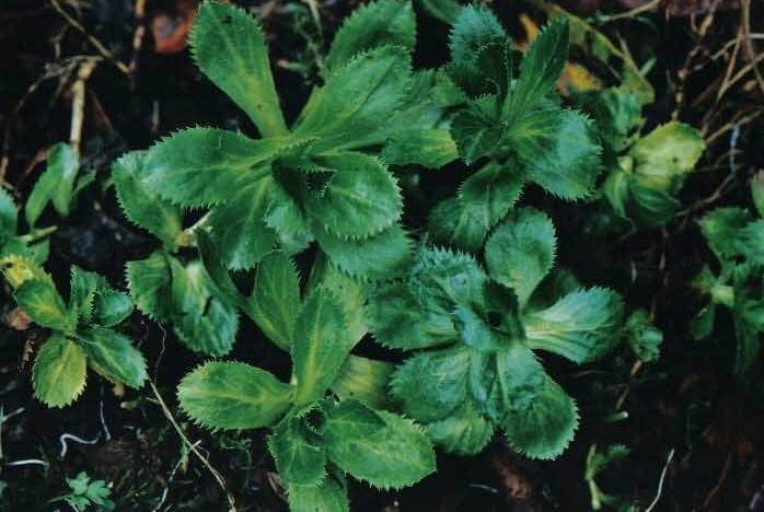 Picrorhiza scrophulariiflora Pennell.