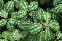 Pilea notata C.H.Wright