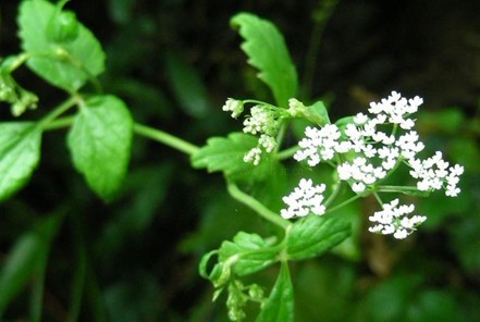 Pimpinella diversifolia DC.