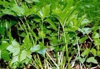 Pimpinella saxifraga L.