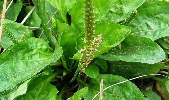 Plantago asiatica L.