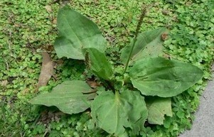 Plantago depressa Willd.