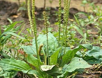 Plantago major L.