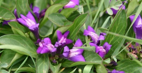 Polygala tenuifolia Willd.