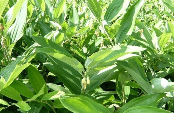 Polygonatum sibiricum Red.