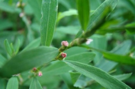 Polygonum aviculare L.