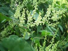 Polygonum multiflorum