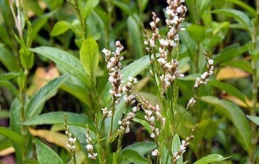 Polygonum tinctorium Ait.