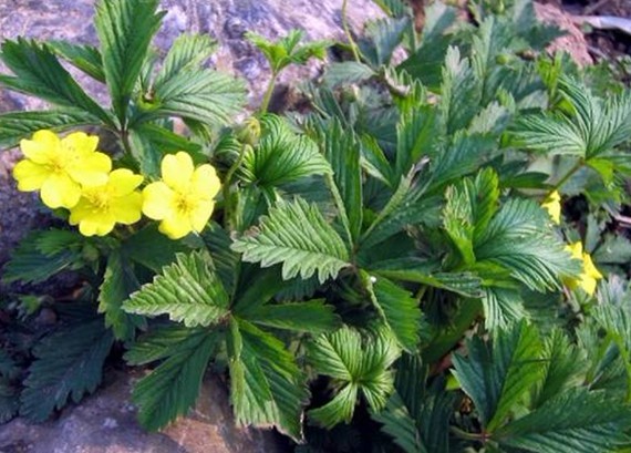 Potentilla chinensis Ser.