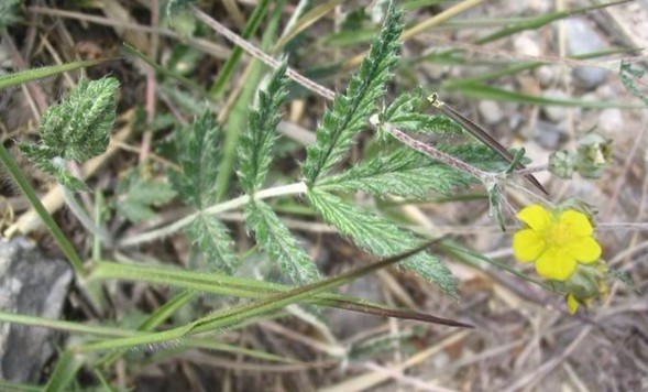 Potentilla discolor Bunge