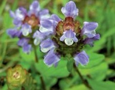 Prunella vulgaris L.