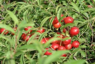 Prunus humilis