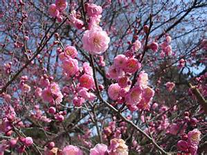 Prunus mume