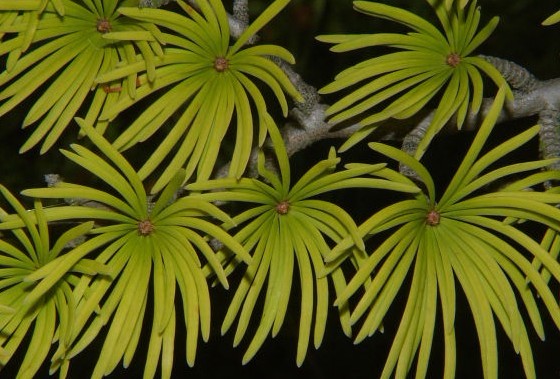 Pseudolarix kaempferi Gord.