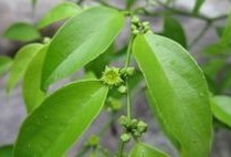 Psychotria serpens Linn