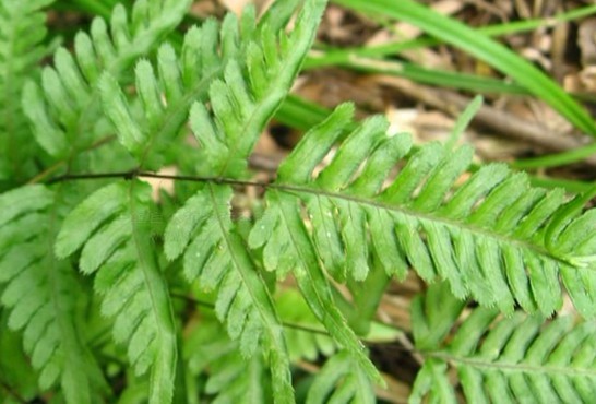 Pteris semipinnata L.