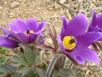 Pulsatilla cernua (Thunb.) Berchtet Opiz.