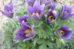 Pulsatilla chinensis (Bge.) Regel