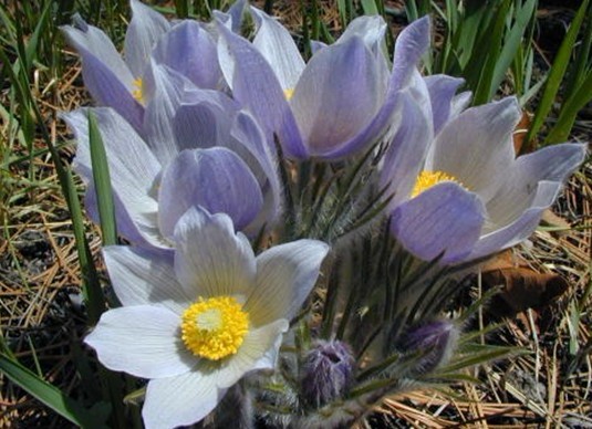 Pulsatilla turczaninovii Krylov 