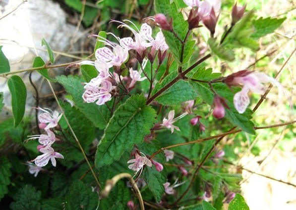 Rabdosia rubescens (Hamst.) C. Y. Wu et Hsuan