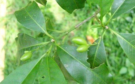 Rauvolfia yunnanensis Tsiang