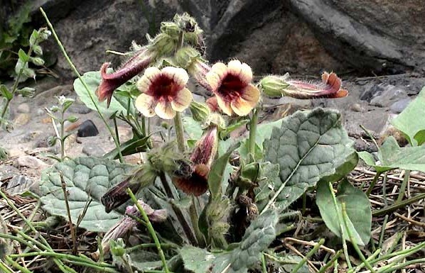 Rehmannia glutinosa (Gaert.) Libosch. ex Fisch. et Mey.