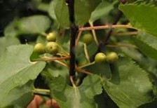 Rhamnus purshiana