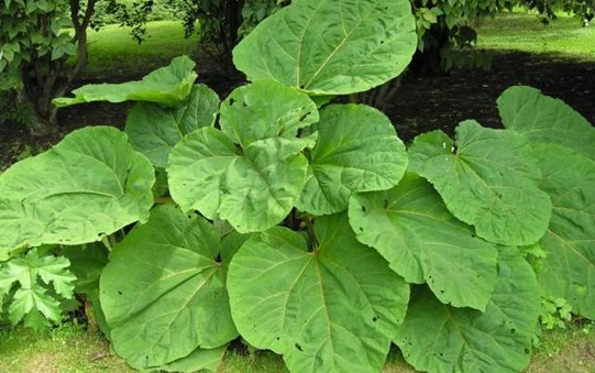 Rheum palmatum L.