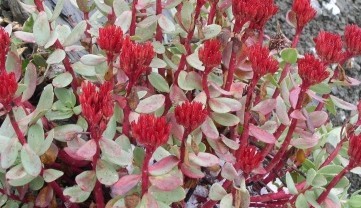 Rhodiola crenulata (Hook. f. et Thoms.) H. Ohba.