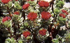 Rhodiola rosea L.