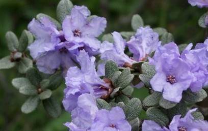 Rhododendron cephalanthum Franch.