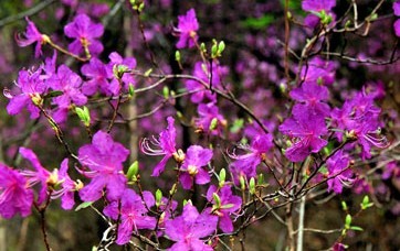 Rhododendron dauricum L.