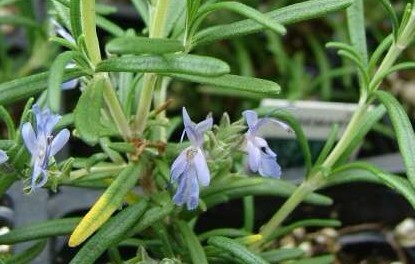 Rosmarinus officinalis L.