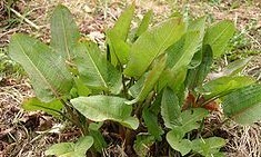 Rumex obtusifolius L.