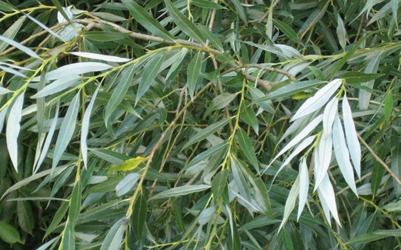 Salix alba L.