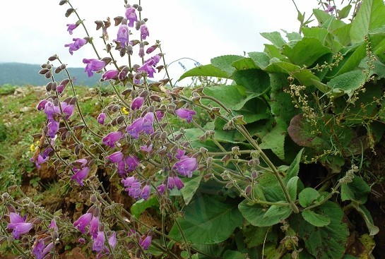 Salvia przewalskii Maxim.