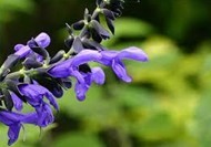 Salvia sclarea L.