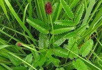 Sanguisorba officinalis L.