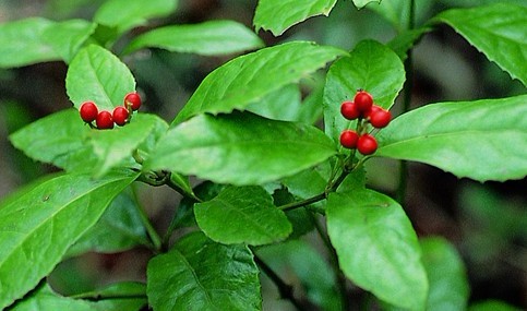 Sarcandra glabra (Thunb.) Nakai