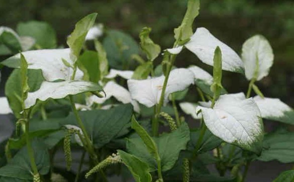 Saururus chinensis (Lour.) Baill.