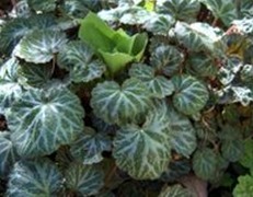 Saxifraga stolonifera Curt.