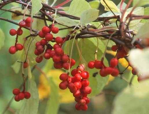 Schisandra chinensis (Turcz.) Baill.