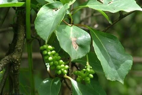 Schisandra sphenanthera Rehd. et Wils.