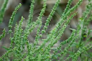 Schizonepeta tenuifolia