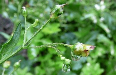 Scrophularia nodosa L.