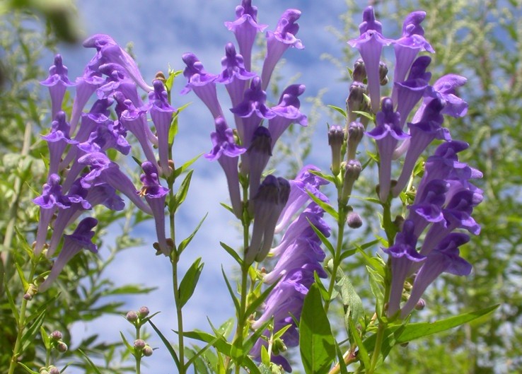 Scutellaria baicalensis Georgi