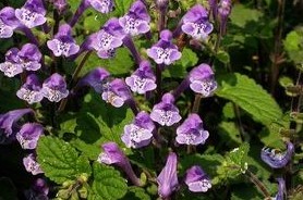 Scutellaria indica L.