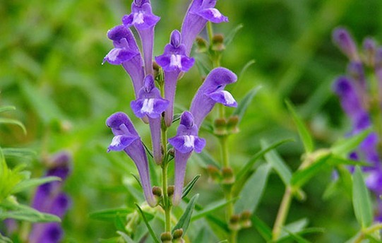 Scutellaria regeliana Nakai var.ikonnikovii(Juz.)G.Y.Wu et H.W.Li